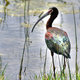 Glossy ibis. Photo: AJ Schroetlin / Flickr